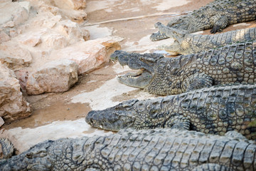 Captive bred nile crocodiles in Tunisia. Feeding time