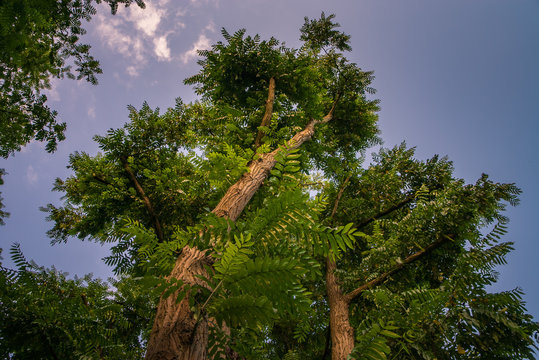 Gro&szlig;er Palisanderbaum von unten