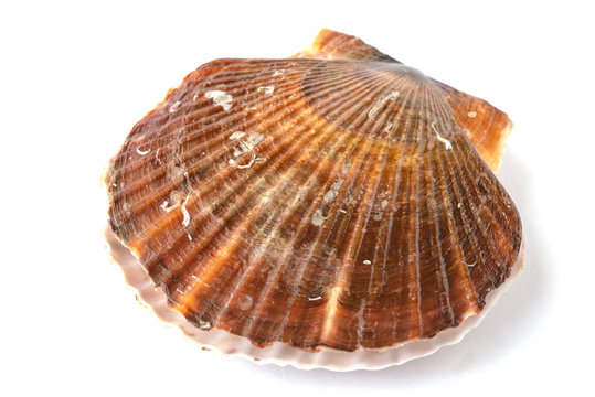 ホタテ の画像 8 953 件の Stock 写真 ベクターおよびビデオ Adobe Stock