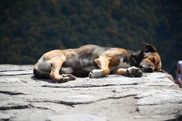 Dog is relaxing near Gergeti Trinity Church (Tsminda Sameba) near Stepantsminda village (Kazbegi) in Georgia