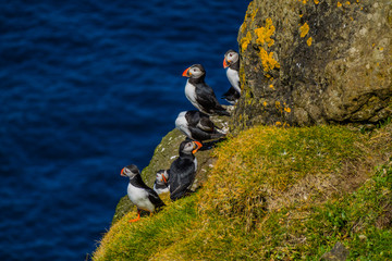 Maskonury Na Mykines na Wyspach Owczych © slawjanek