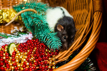 2020, 2032, Christmas, tree, December, animal, artistic, asia, asian, astrology, background, black,...