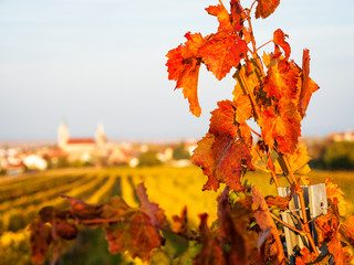 Autumn leaves in the vineyards at lake neusiedl in Burgenland