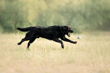 black labrador dog running to catch a ball outdoors
