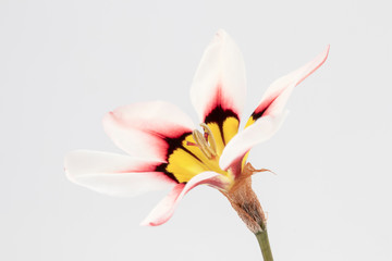 Closeup image of Sparaxis (Harlequin Flower)