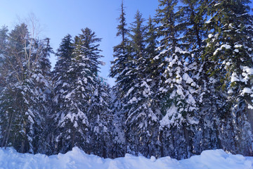snowy fir trees in the snow
