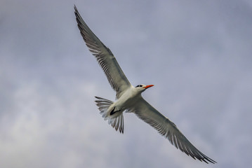 Curacao, Dutch Antilles
