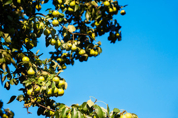 Tasty organic pears ripening on the tree