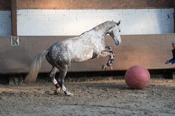cheval manege ballon