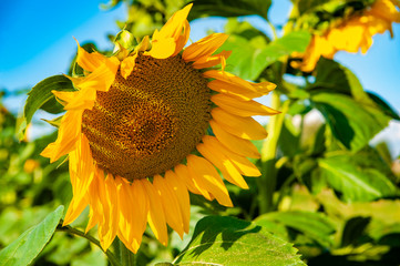 Sunflowers ripening in the garden on a summer sunny day