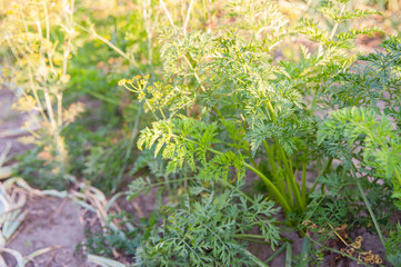 Organic carrot ripening in the garden on a sunny summer evening