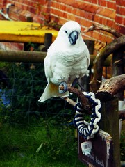 Parrot look