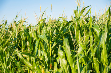 Obraz premium Organic cornfield on a sunny summer evening