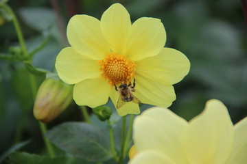 A bee sitting on an orange core of a beautiful yellow flower surrounded with green leaves.