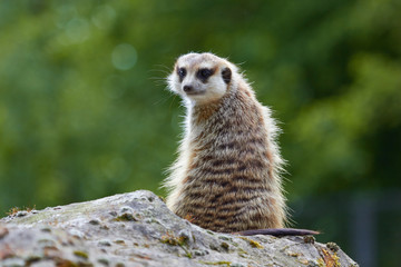 Meerkat looking at the camera