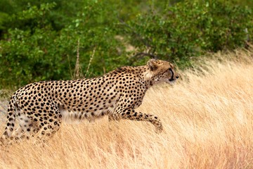 Hunting cheetah in Kruger National Park.