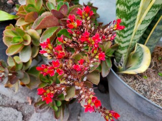 bunga hias berwarna merah dan sering di jadikan hiasan halaman rumah