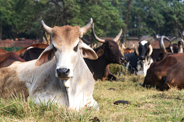 herd of beautiful Indian sacred humpback zebu cows graze and rest in a meadow