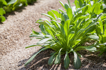 Mibuna greens (heirloom vegetable originated in Kyoto, Japan) growing in agriculture field