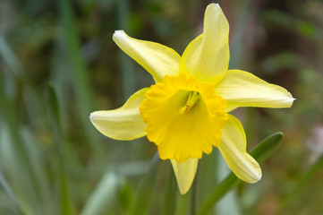 Natural background with yellow Narcissus flower