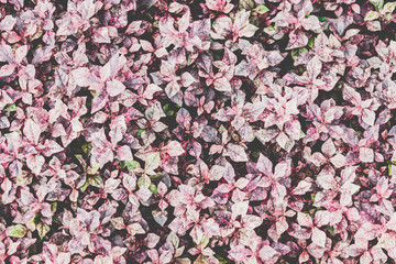Obraz premium Purple and green small leaves pattern background and vintage style
