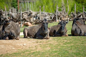 Wildbeest in a Safari Park