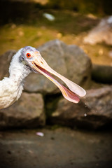 Platalea leucorodia
