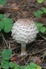 Chlorophyllum olivieri, known as Olive Shaggy Parasol, wild mushrooms from Finland