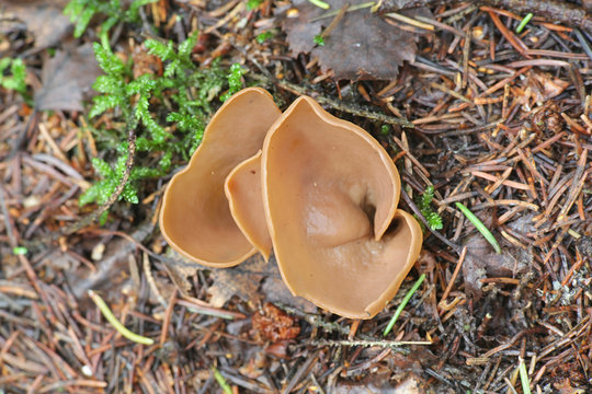 Otidea leporina, known as Yellow Ear fungus, wild mushroom from Finland