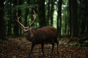 deer in the forest