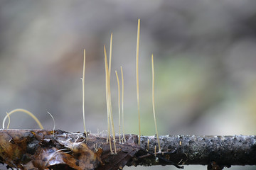 Macrotyphula juncea, known as the slender club or fairy club fungus, mushrooms from Finland