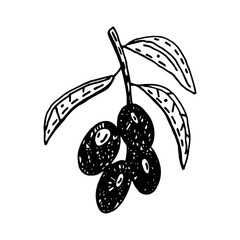 Olive branch doodle vector illustration. Organic ingredients. Eco friendly, vegan.  Sticker, icon.