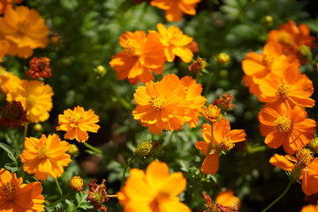 Orange Cosmos flowers on blurred background
