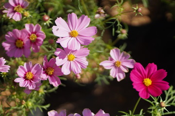 Obraz na płótnie Canvas close up of cosmos flower and blurred background