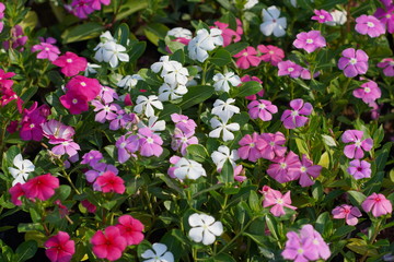 pattern of colorful Watercress flower in the garden