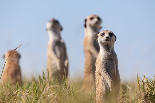 meercats playing in african savannah