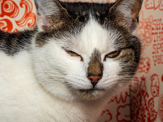 Bad looking Cat in close up view as she feel disturbed
