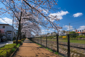 多摩市 乞田川沿いの桜並木