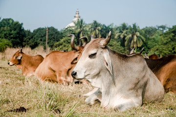 herd of beautiful Indian sacred humpback zebu cows graze and rest in a meadow