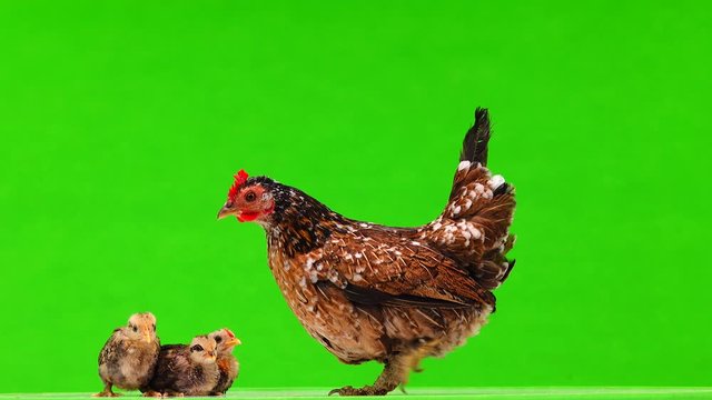 Chicken goes to chickens on a green background.