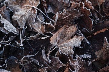 Dry brown maple leaves covered with white hoarfrost. The concept of changing the seasons