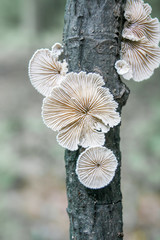 Split gills fungus (Schizophyllum commune) growing froma . tree branch