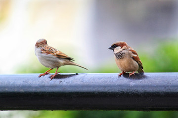 beautiful house sparrow bird in nature wildlife bird photography