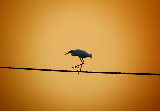 Bird in nature wallpaper wild birds in jungle