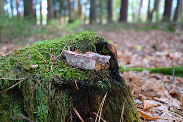 Oak mazegill polypore (Daedalea quercina) growing from a tree stump