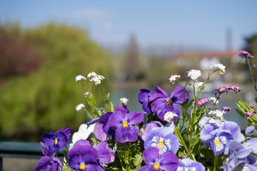 purple flowers in front of the Seine