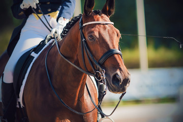 Portrait of a beautiful Bay horse, dressed in sports gear for dressage and with rider in the...