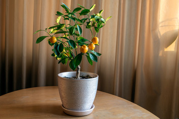 Houseplant Tangerine tree with small ripe orange fruits in a pot. Bonsai 