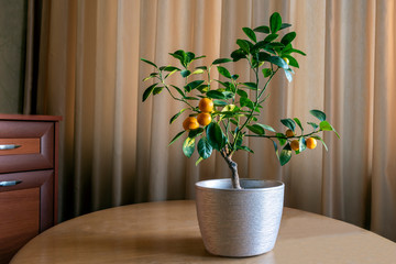 Houseplant Tangerine tree with small ripe orange fruits in a pot. Bonsai 