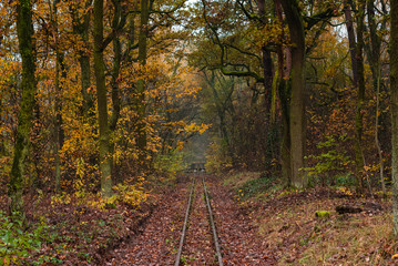 Fototapeta na wymiar Autumn forest with light fog, slightly foggy autumn forest, railroad tracks in a slightly foggy forest